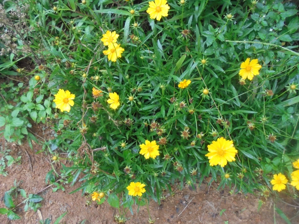 Coreopsis lanceolata L.